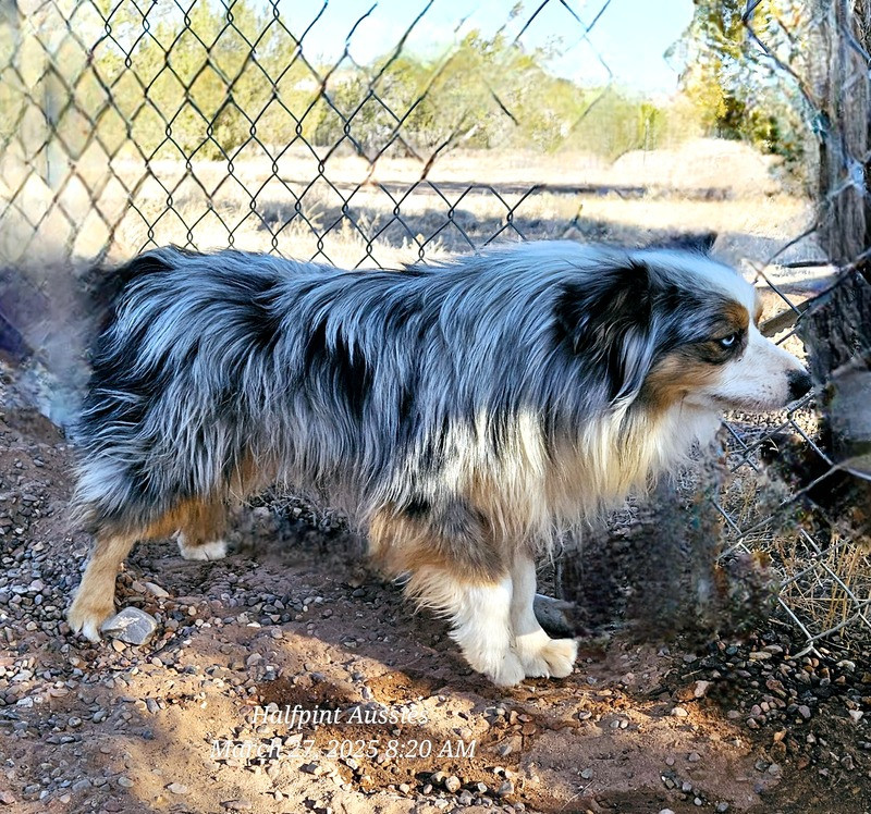 Sire Image