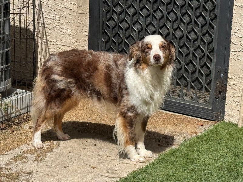 Sire Image