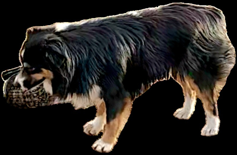 Sire Image