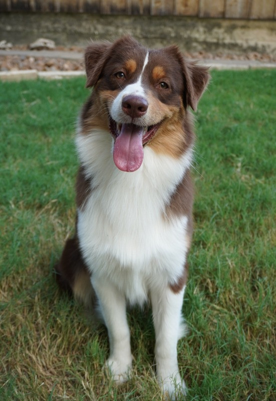 Sire Image