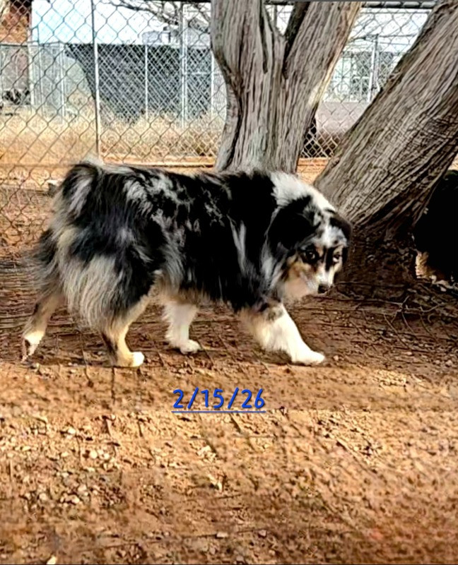 Sire Image