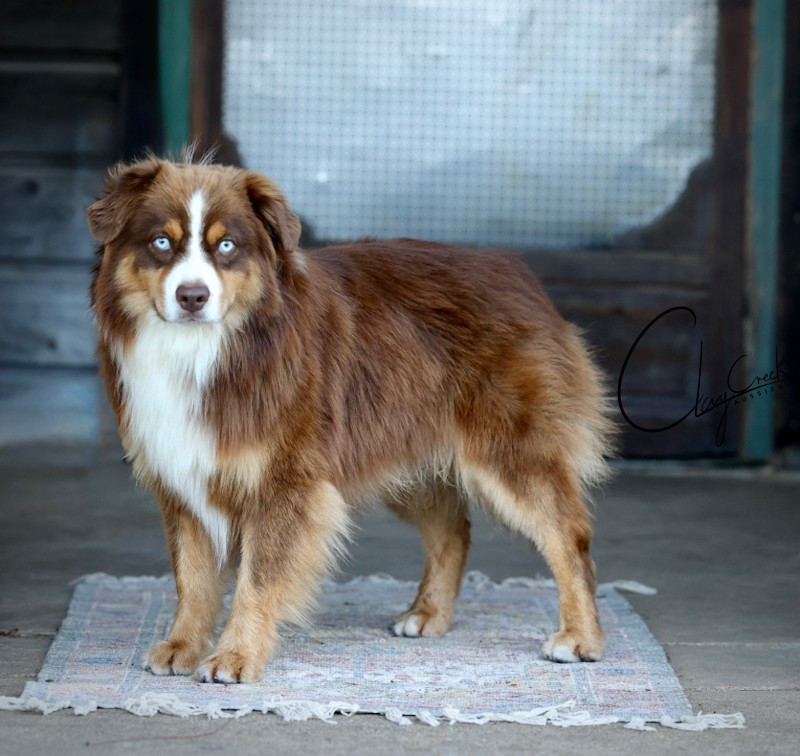 Sire Image
