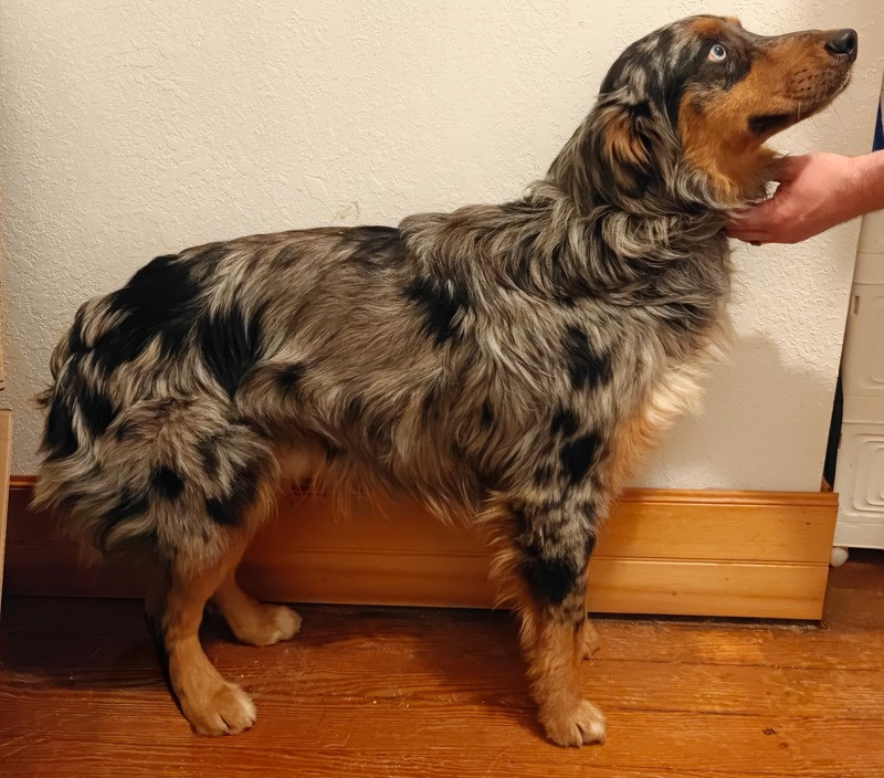Sire Image