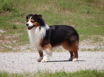 Sire Image