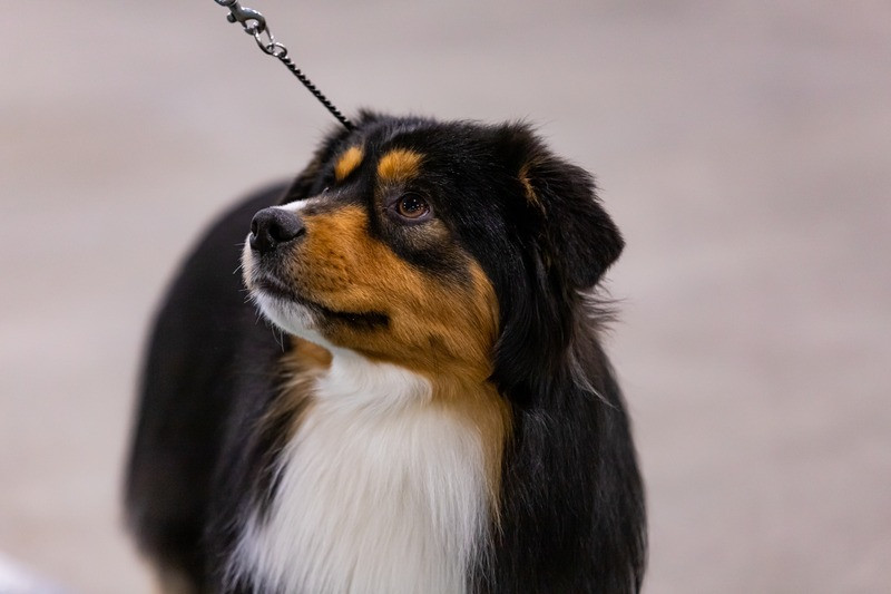 Sire Image