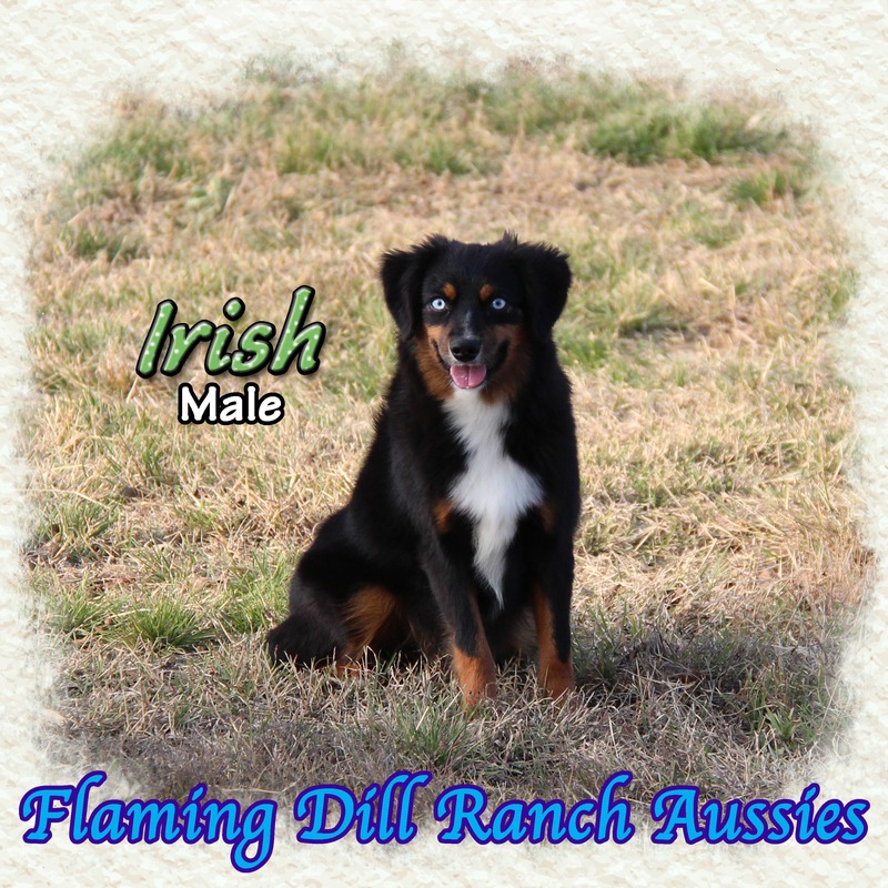 image_612755_1765353485699