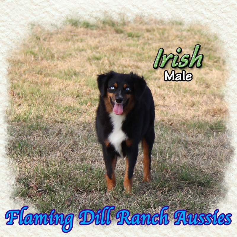 image_612755_1765353485700