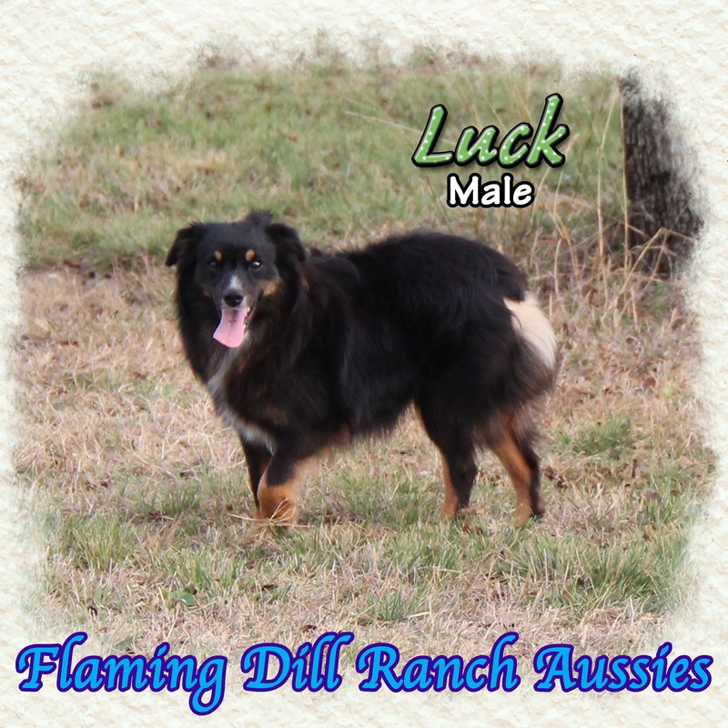 image_612756_1765353619423