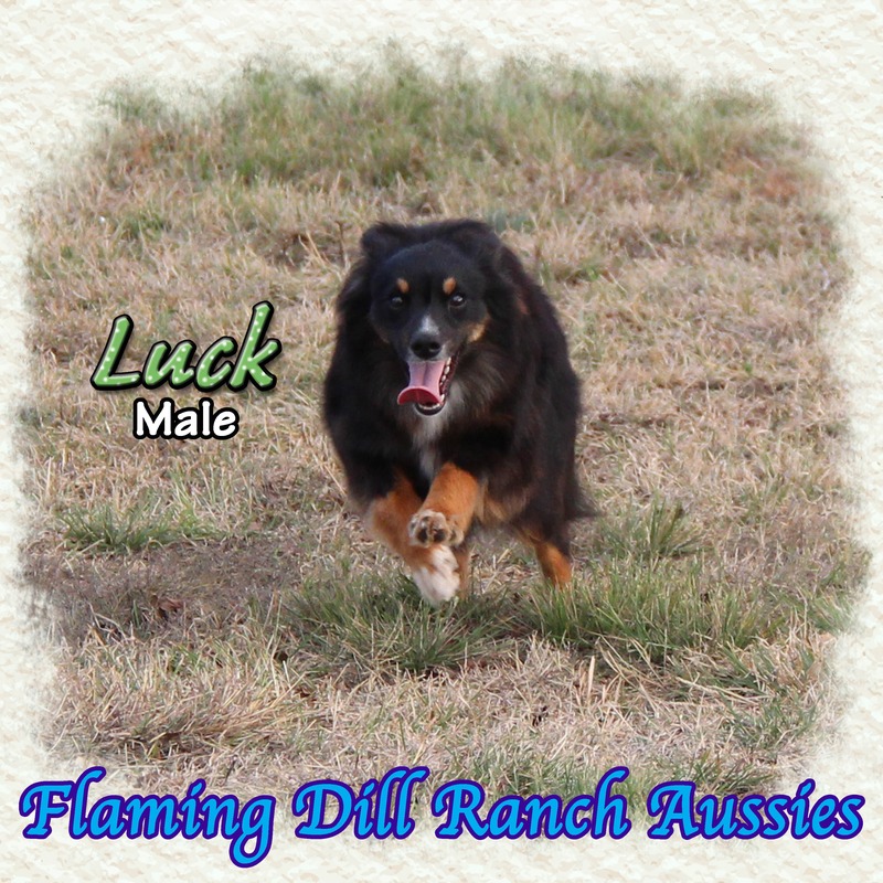 image_612756_1765353619425