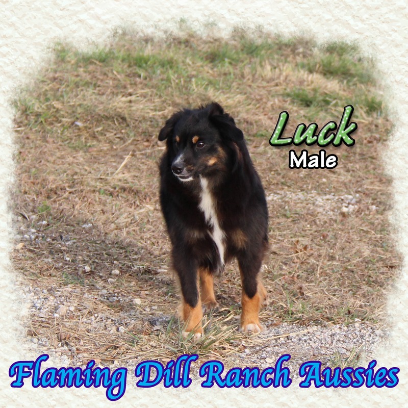 image_612756_1765353619428