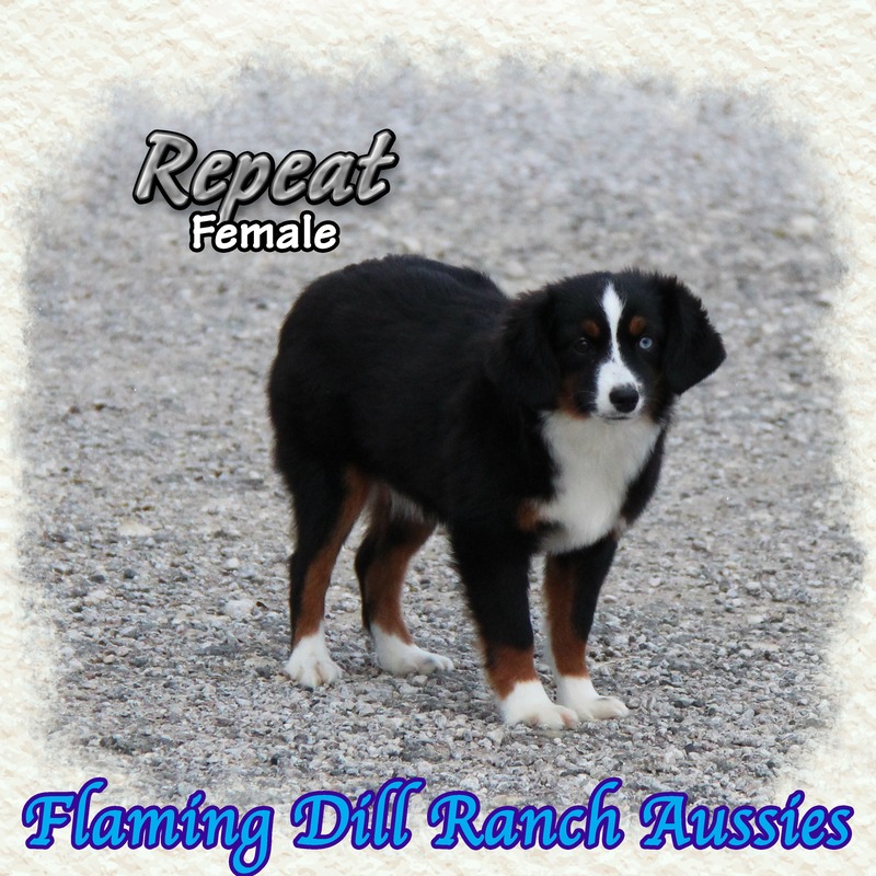 image_623446_1765353890357