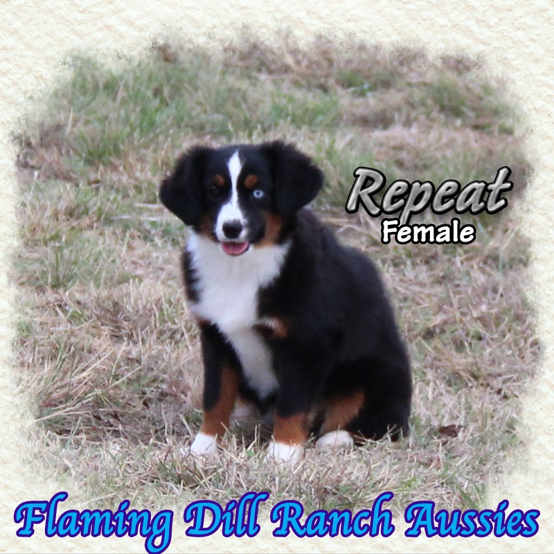 image_623446_1765353890359