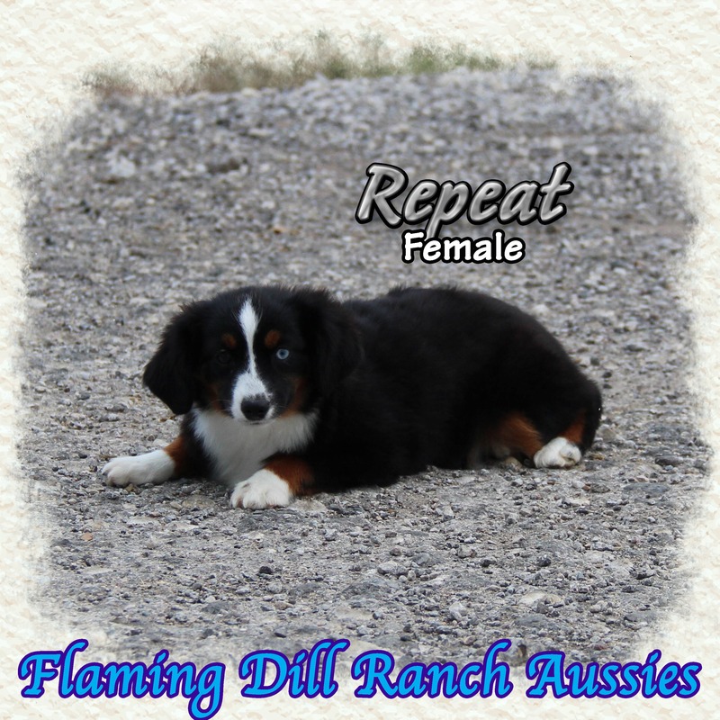 image_623446_1765353890360