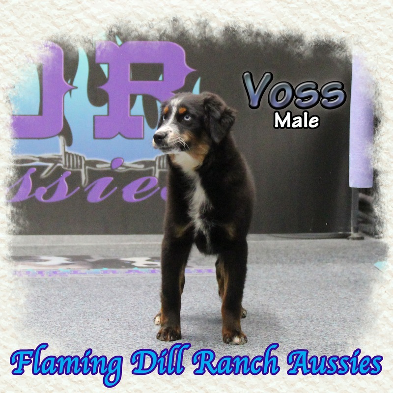 image_627512_1765405985415