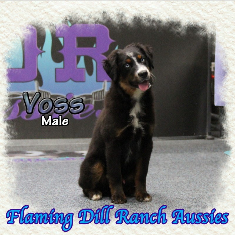 image_627512_1765405985417