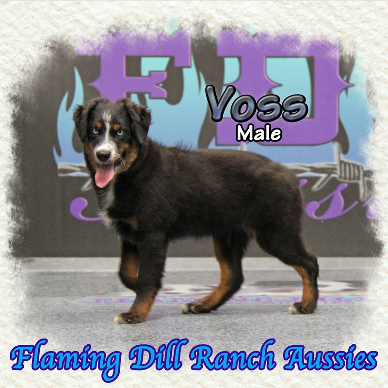 image_627512_1765405985418