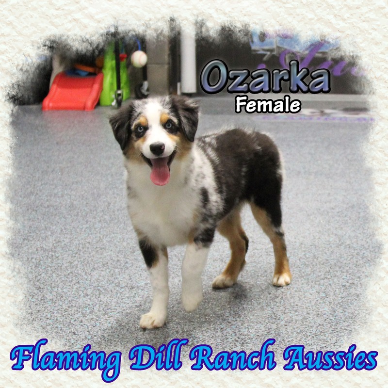 image_627515_1765406188984