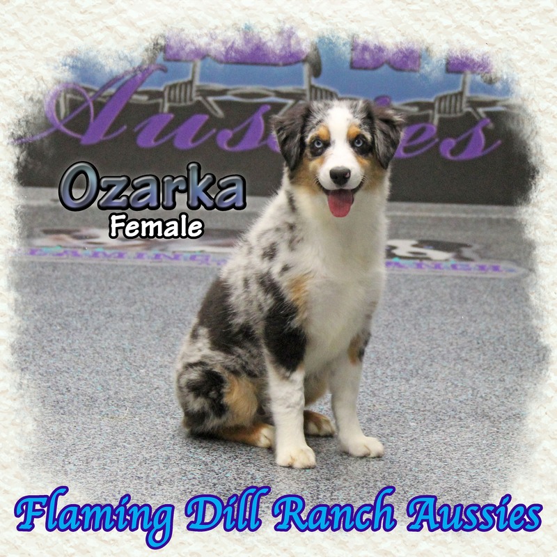 image_627515_1765406188986