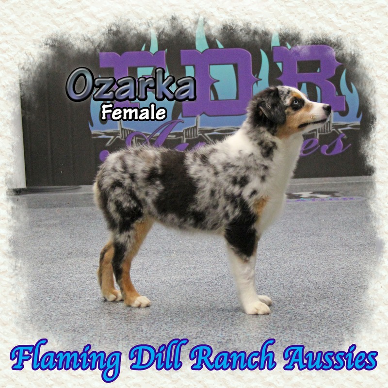 image_627515_1765406188988