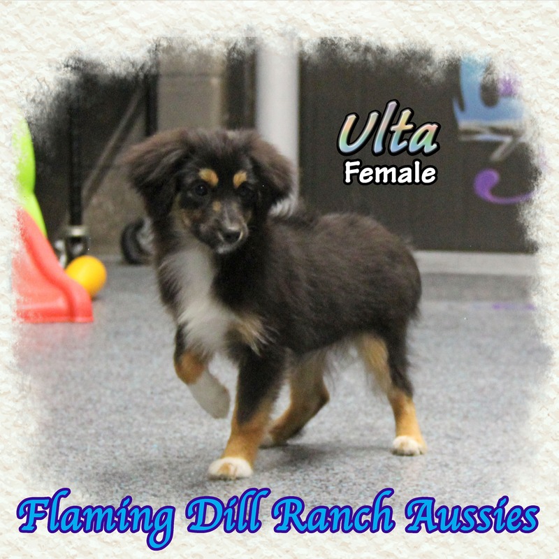 image_627529_1765406357438