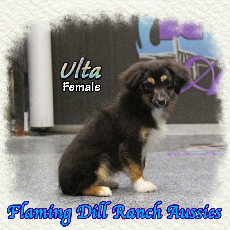 image_627529_1765406357440