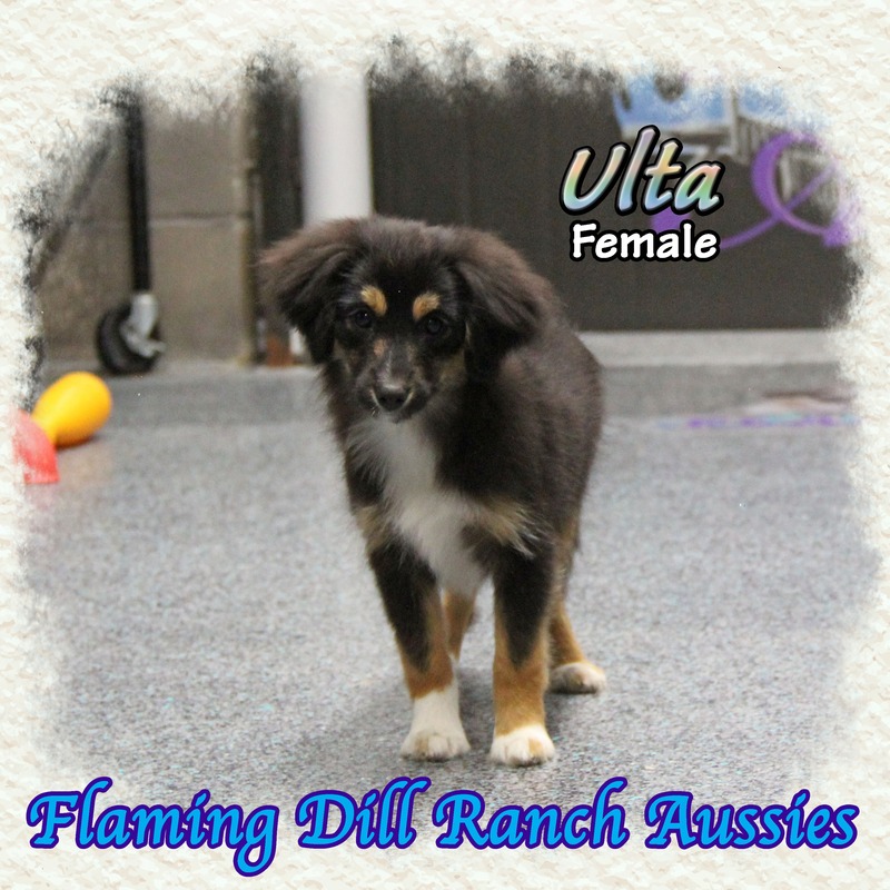 image_627529_1765406357442