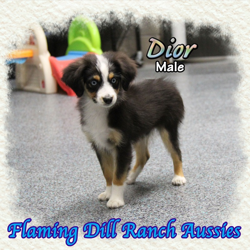 image_627526_1765406545941