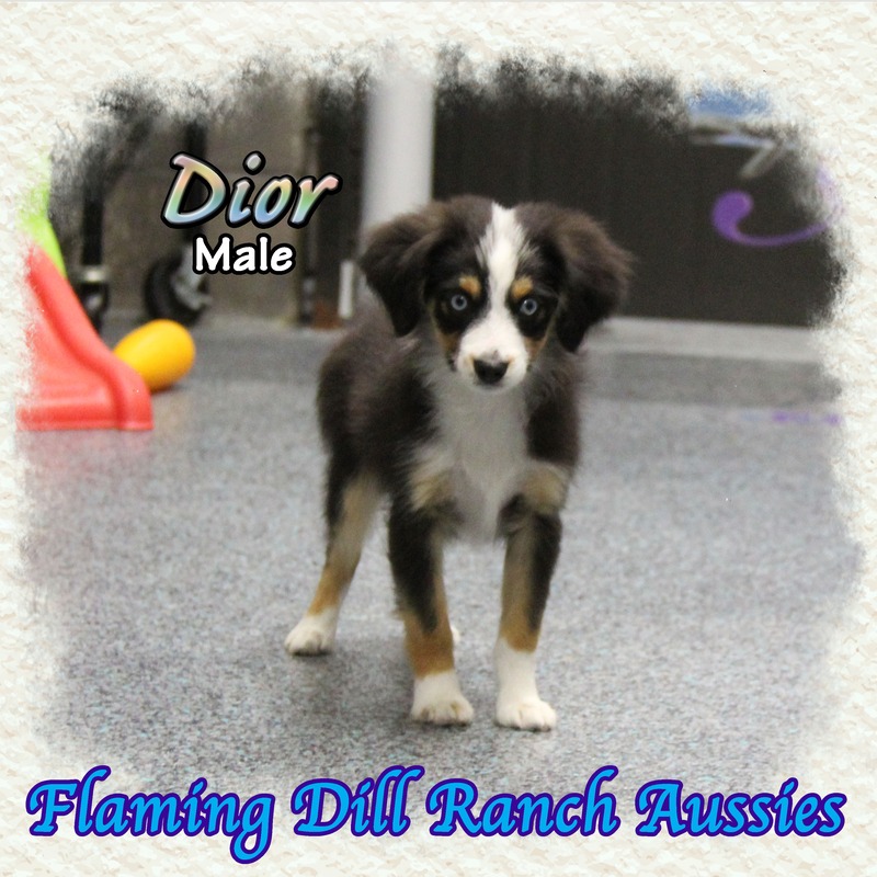 image_627526_1765406545944