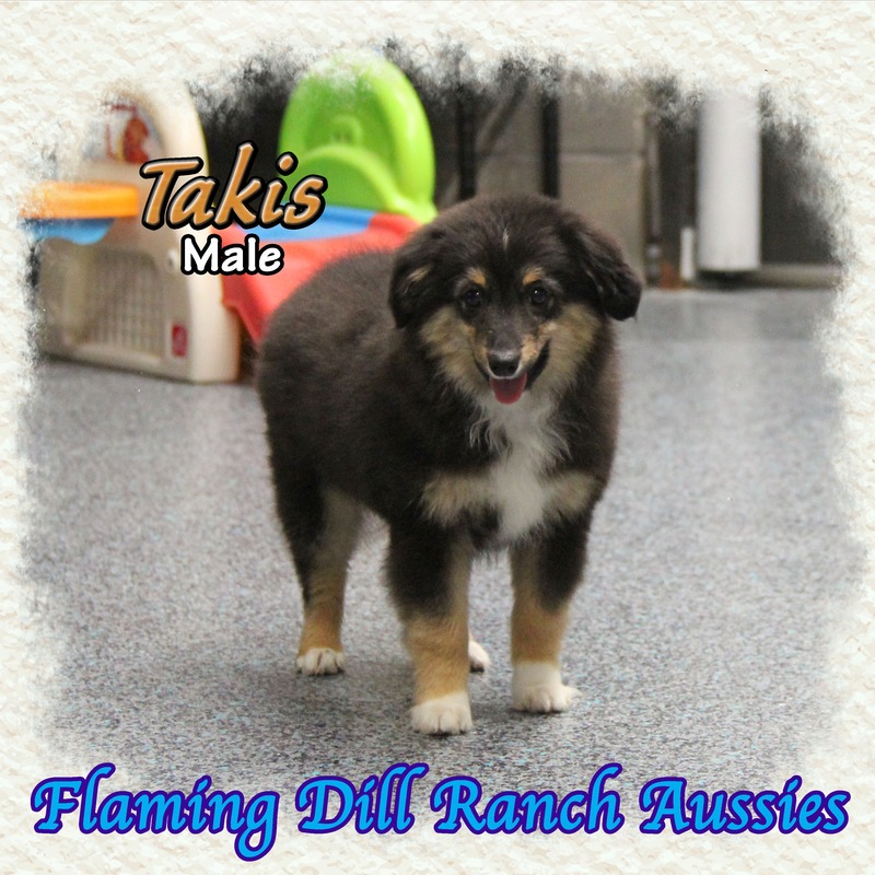 image_629148_1765406926116