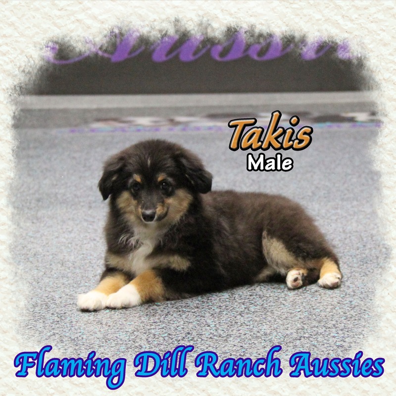 image_629148_1765406926117