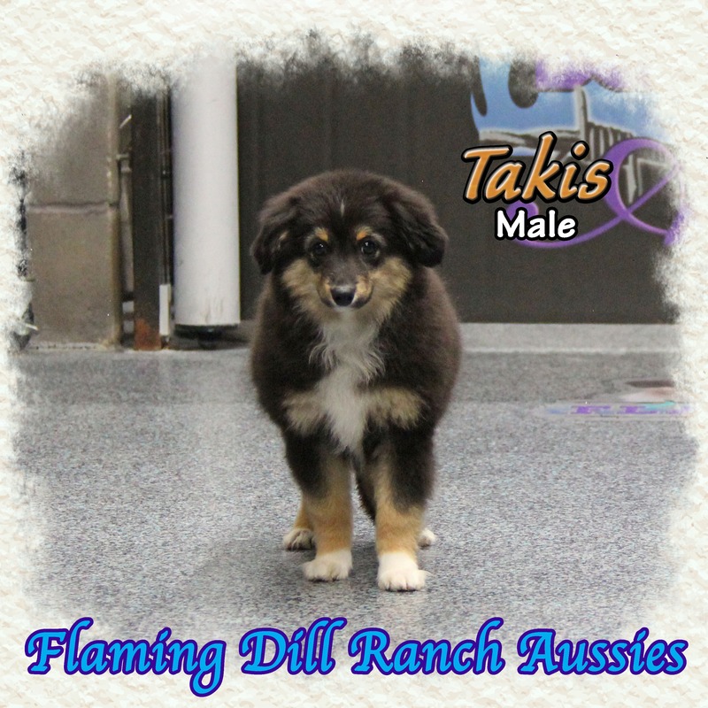 image_629148_1765406926120