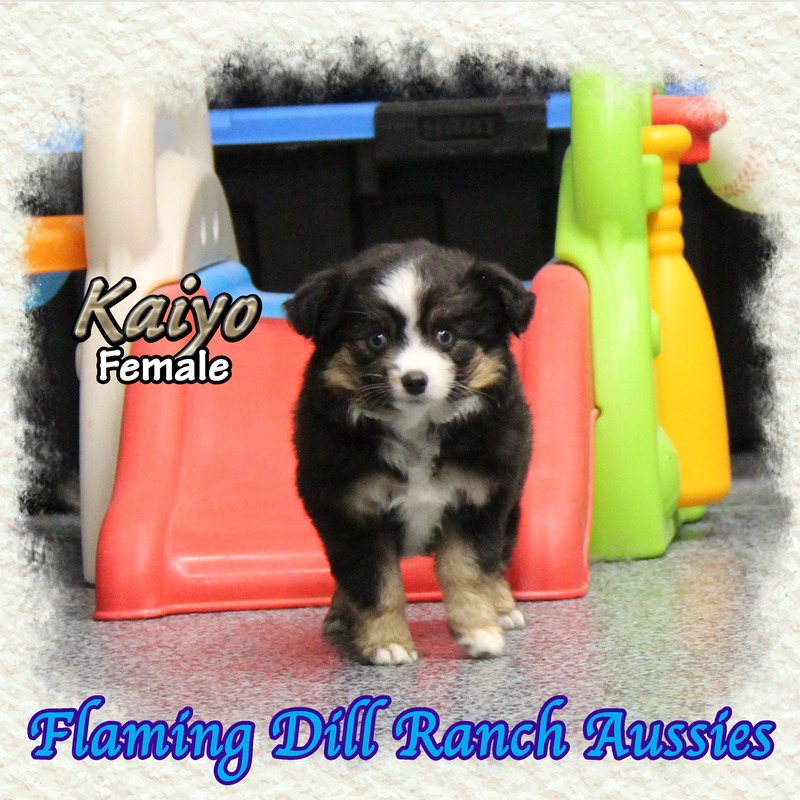 image_631141_1765407519392