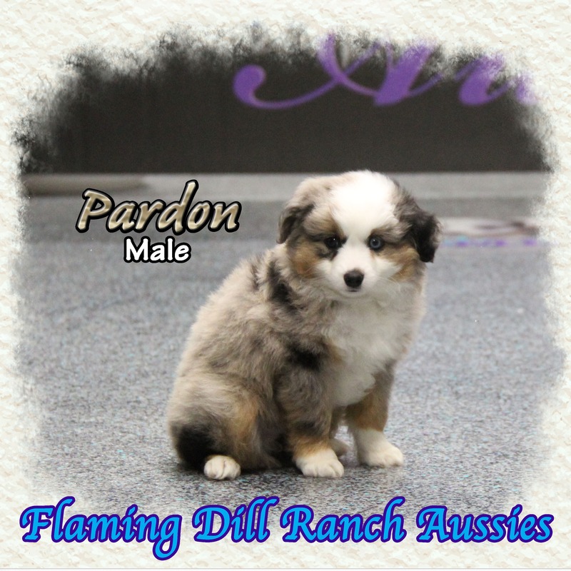 image_631140_1765407642446