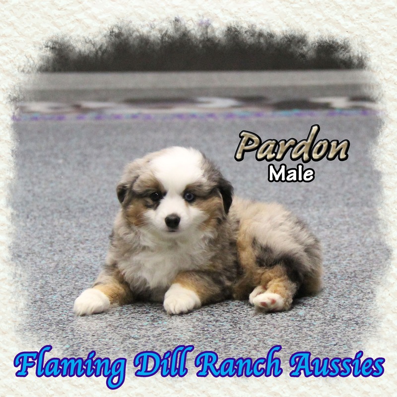 image_631140_1765407642448