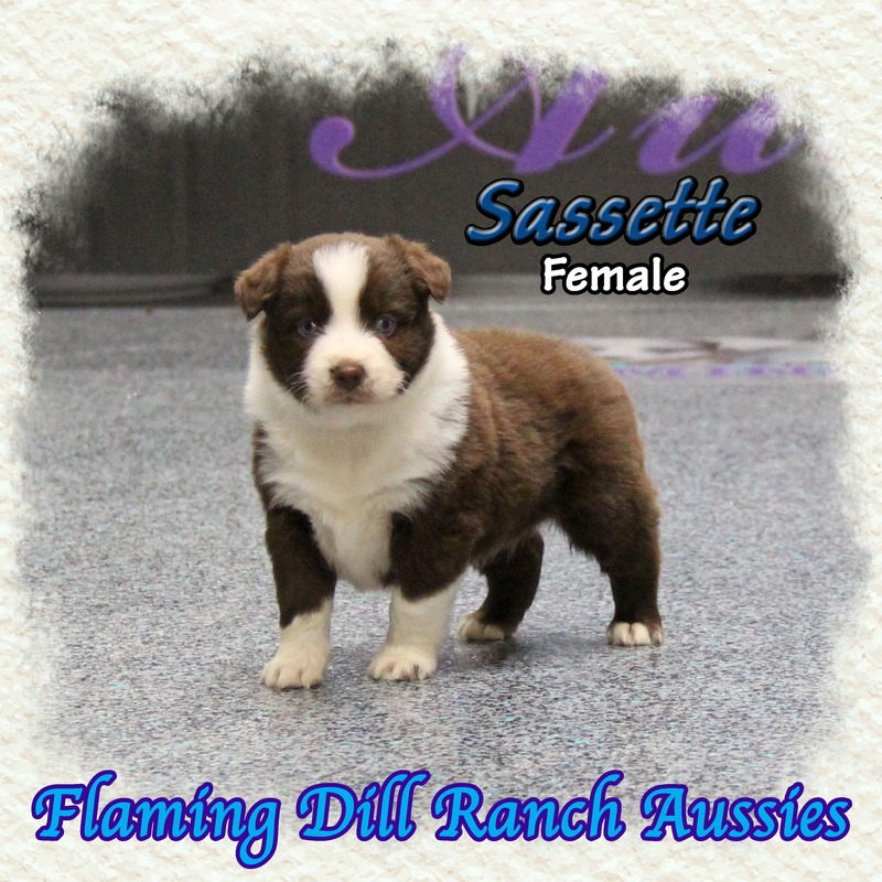 image_633801_1765431043780