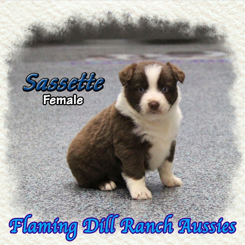 image_633801_1765431043782