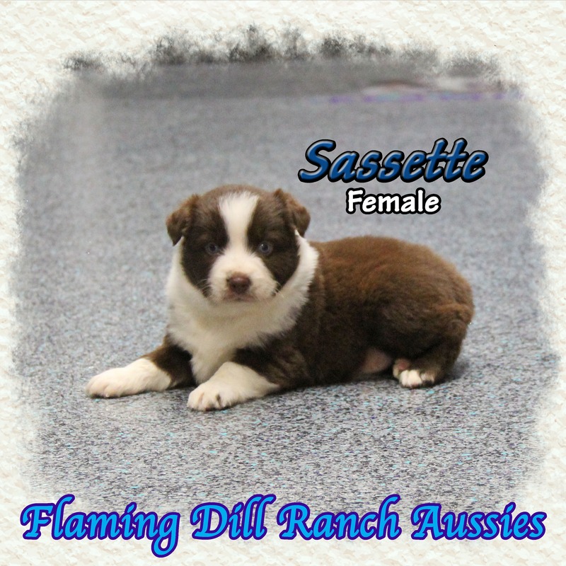 image_633801_1765431043784