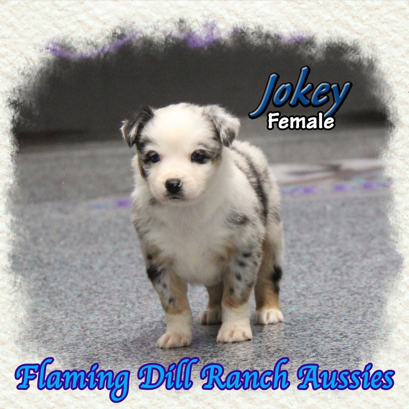 image_633800_1765431843870