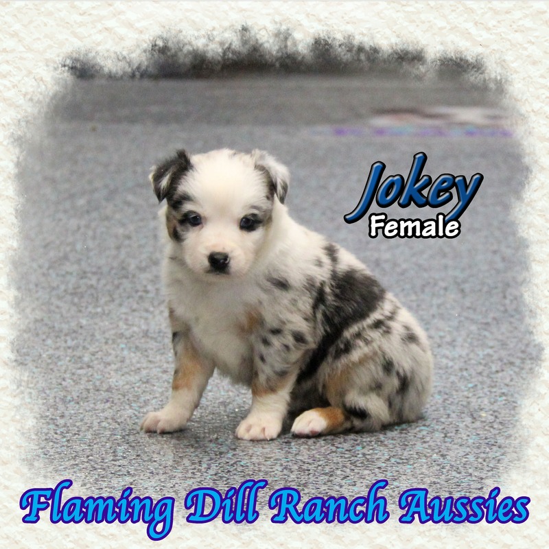 image_633800_1765431843872