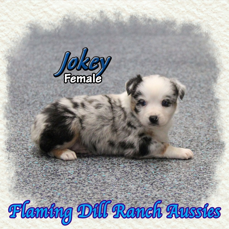 image_633800_1765431843874