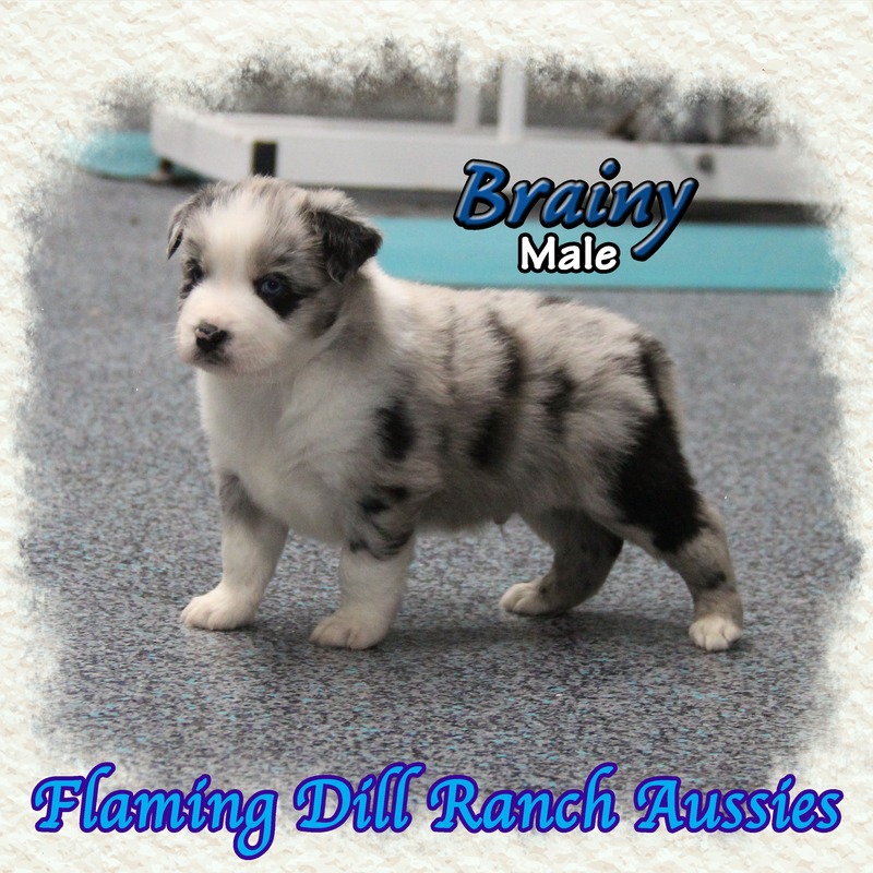 image_633799_1765432500995