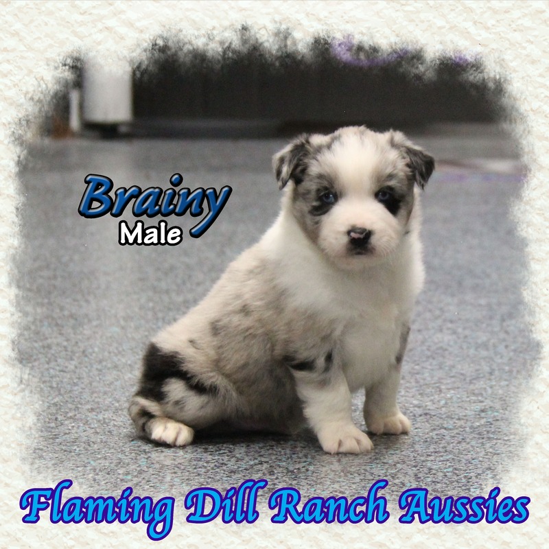 image_633799_1765432500997