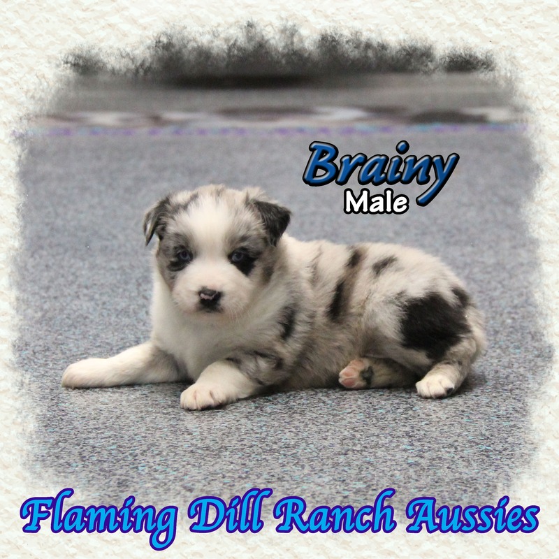 image_633799_1765432500998