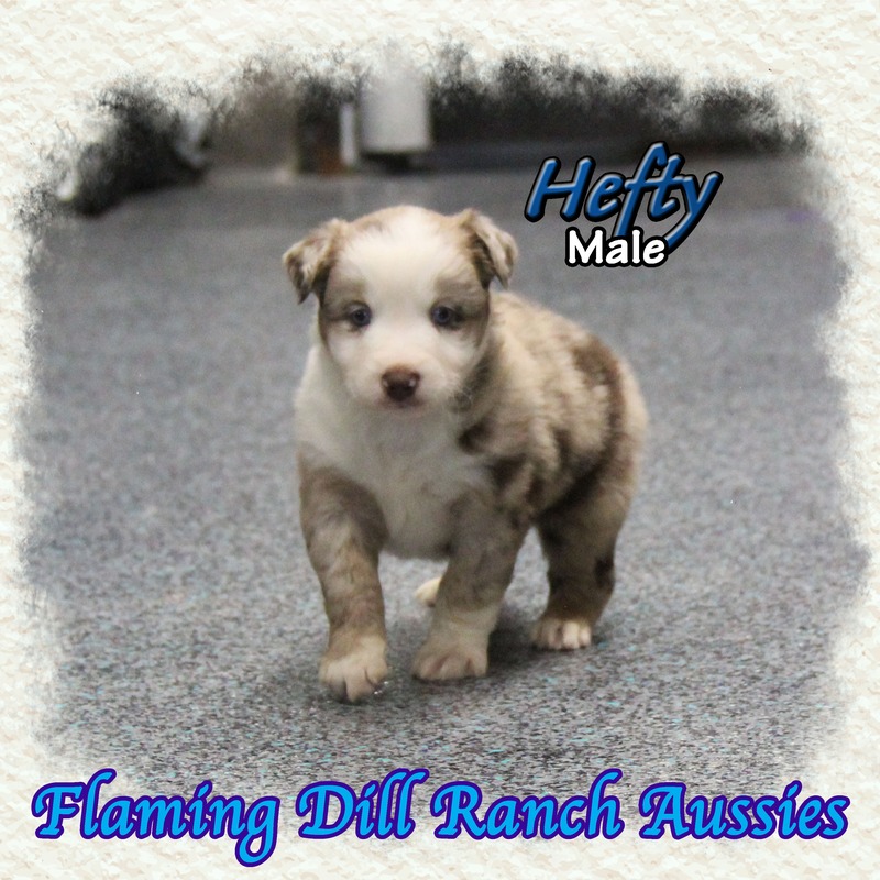 image_633798_1765432748110