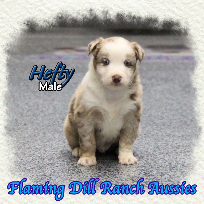 image_633798_1765432748112