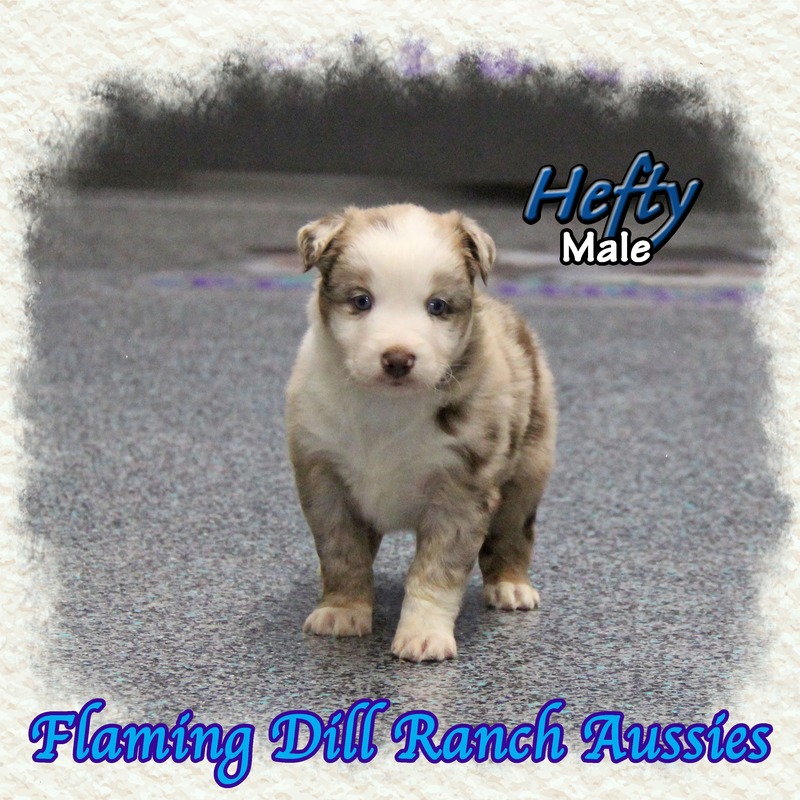 image_633798_1765432748114