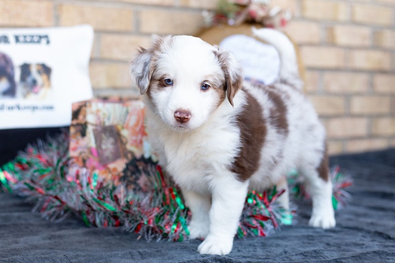 image_631499_1765469020526