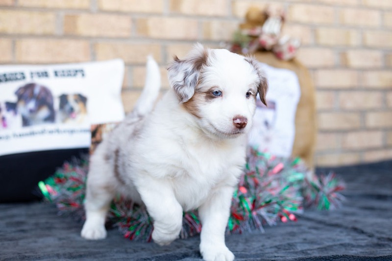 image_631499_1765469020527