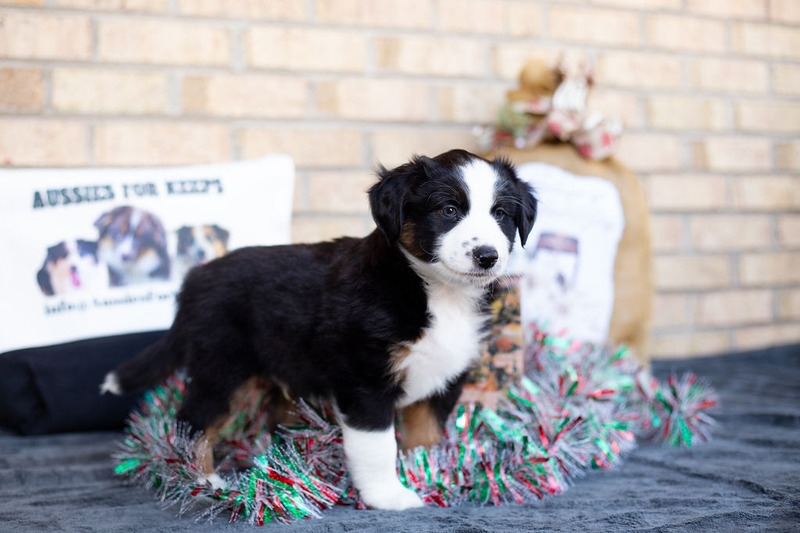 image_631500_1765469302756