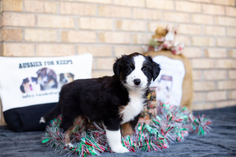 image_631500_1765469302757